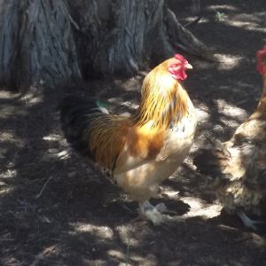 This handsome roo here is Jasper. (At first, I wanted to call him Bob but my mom denied it XD) He is the most colorful of our flock and we all love his feathered feet :) His crow could use some work though, as it's not the traditional "Cock-a-doodle-doo!"'s its more of a girly scream. We'll work on that.