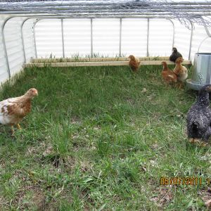 chicken tractor