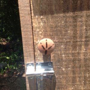 Knob with wood burnt chicken foot