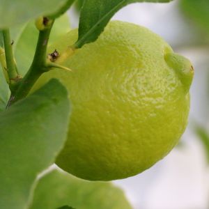 AppleMark