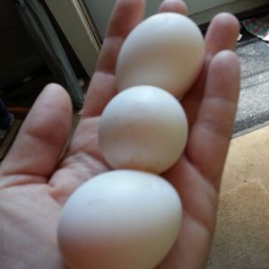 First eggs!