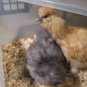 my rooster babys