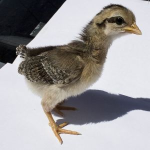 Old English Bantie Roo