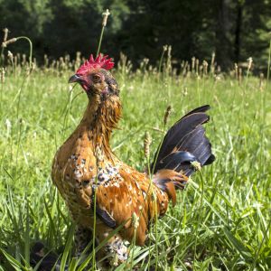 Mark, Belgian Mille Fleur D'Uccle Bantam, Dont think he's beareded
