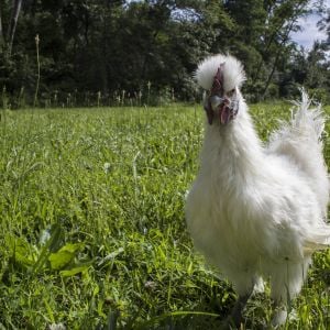 Fivetoes, White Silkie Roo, 5-toes