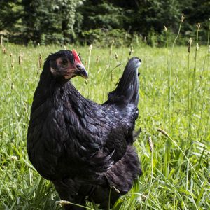 Bubinga, Black Australorp