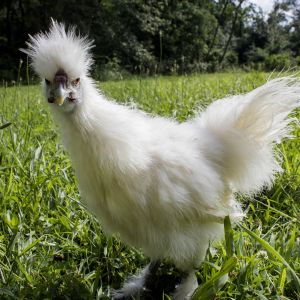 4-toes, white Silkie Hen,