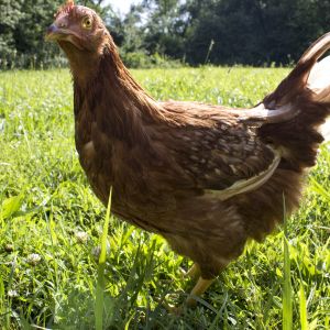 Red, Golden Buff? New Hampshire Red?