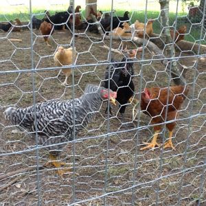 Barred rRock Cockerel, rocky