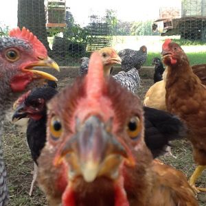Extreem close up Rhode Island Red