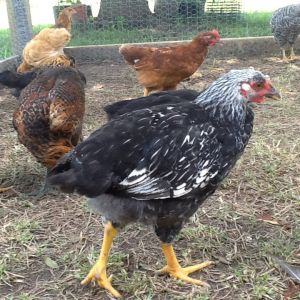Silver laced wyandotte