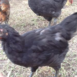 Black Ausrtrolorp