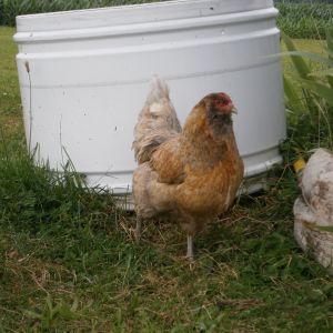 A wonderful addition to the poultry flock at my house.