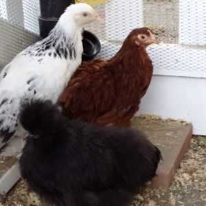 The ladies at 10 weeks