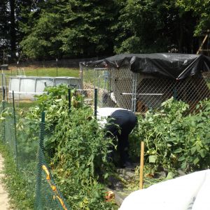 Yes lots of gardening but the chicks love the leftovers