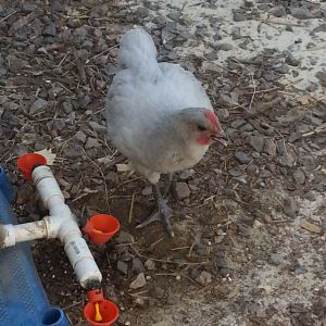 My favorite Lavender Rooster