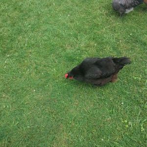 Black Betty my only egg layer as of now