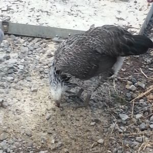 Athena my Eagle look alike