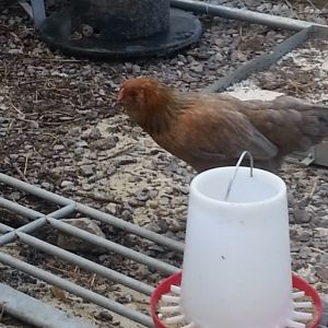 Gertrude