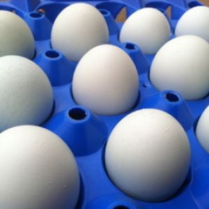 AppleMark
Cream Legbar eggs
