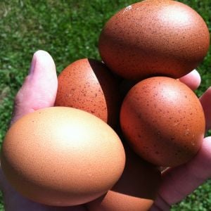 AppleMark
French Black-Copper Maran eggs