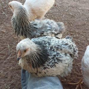 two of the light Brahma hens taking a break... leg roost is great for them, not so great for me :)