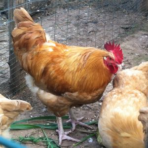 Buff Orpington cockerel