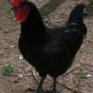 Black Australorp cockerel