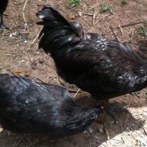 Black Australorp pullet and cockerel