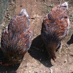 Blue Laced Red Wyandotte