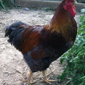 Blue Laced Red Wyandotte rooster
