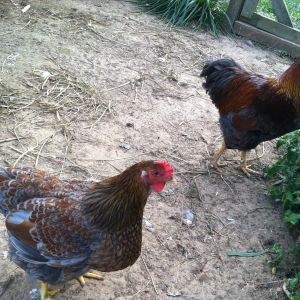 Blue Laced Red rooster and pullet