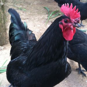 Black Australorp cockerel