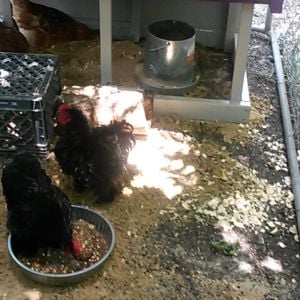 Prizzle and Martin, our Roo's.... One Black Cochin Bantam the other a Bantam Cochin Frizzle.