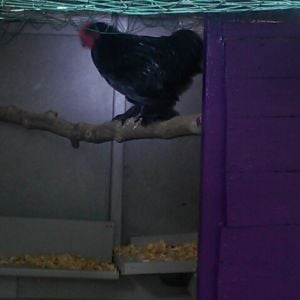 Martin a Black Cochin Bantam first to check out the new roost.