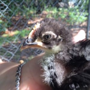 This is Prizzle, the funky Frizzle. They look so weird when they are little and than POOF!!! Feathers every direction. He was the first of the boys to crow.