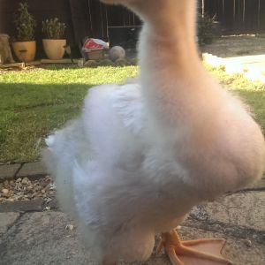 6week old west of England. Getting his feathers now...tufty