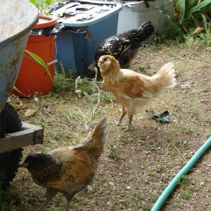 Escape artists, almost got into the container garden.