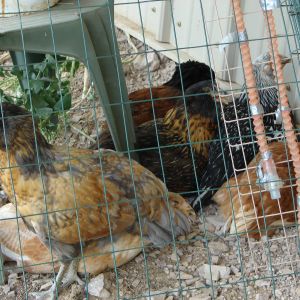 My flock in a temporary pen.  They are eating down the weeds, bringing them down to the ground.  Well all except the iron weeds they are too tough.  After i snip the iron weeds at ground level the chickens keep them under control.