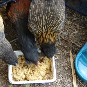 And here three of the chickens are enjoying the food.