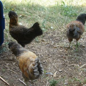 No matter how fast i am the chickens can turn their backs on me before the shudder clicks.