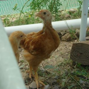At 6 weeks old  
Buff Orpington. (hiding (Anthea))
New Hampshire  (Mrs Hudson)
They are under the benches in the greenhouse