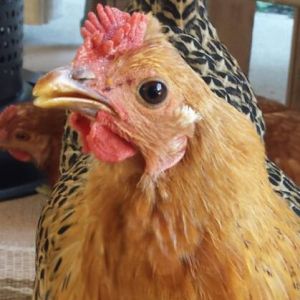 Buttercup - Sicilian Buttercup 18 1/2 weeks old