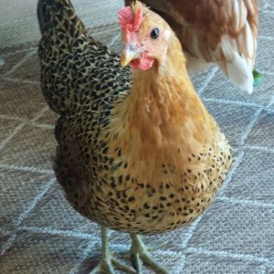 Buttercup - Sicilian Buttercup 18 1/2 weeks old