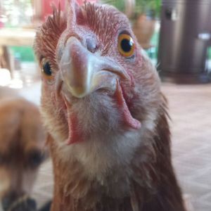 Sex Link -  Cinnamon