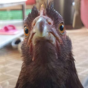 Rhode Island Red = Rosie