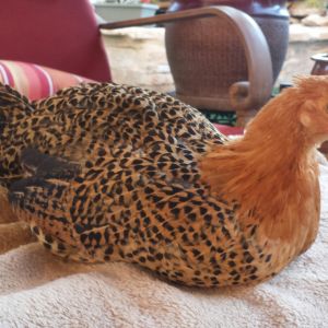 Buttercup - Sicilian Buttercup