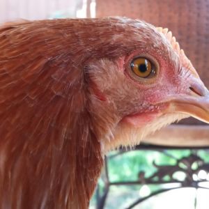 Sex Link -  Cinnamon