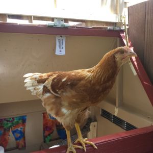 Sex Link -  Cinnamon