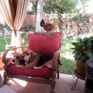 Buttercup - Sicilian Buttercup